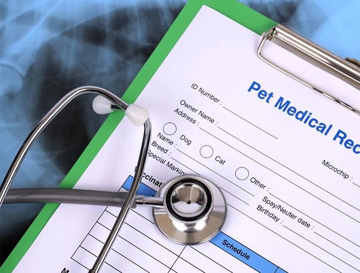 Pet Portal Guilderland Animal Hospital